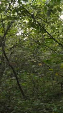 Ukrayna 'da bir sonbahar gününde ormandaki ağaçların dikey görüntüsü, yavaş çekim