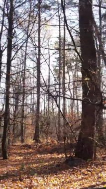 Ukrayna 'da bir sonbahar gününde ormandaki ağaçların dikey görüntüsü, yavaş çekim