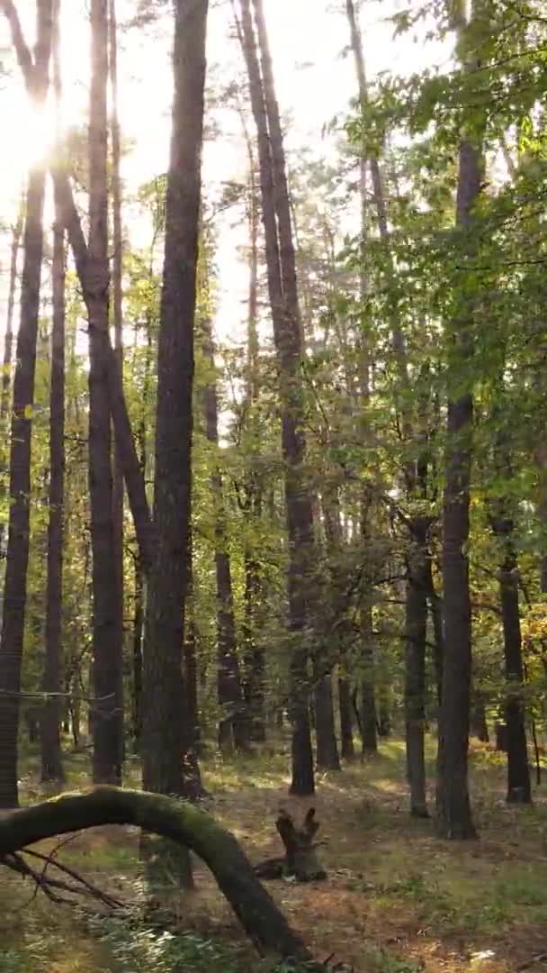 Verticale Video Van Het Bos Een Herfstdag Slow Motion — Stockvideo