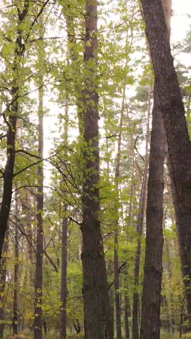 Κάθετη Βίντεο Του Δάσους Μια Μέρα Του Φθινοπώρου Αργή Κίνηση — Αρχείο Βίντεο