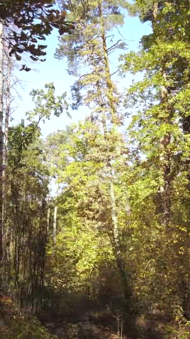 Vertical Video Forest Autumn Day Slow Motion — Stock Video
