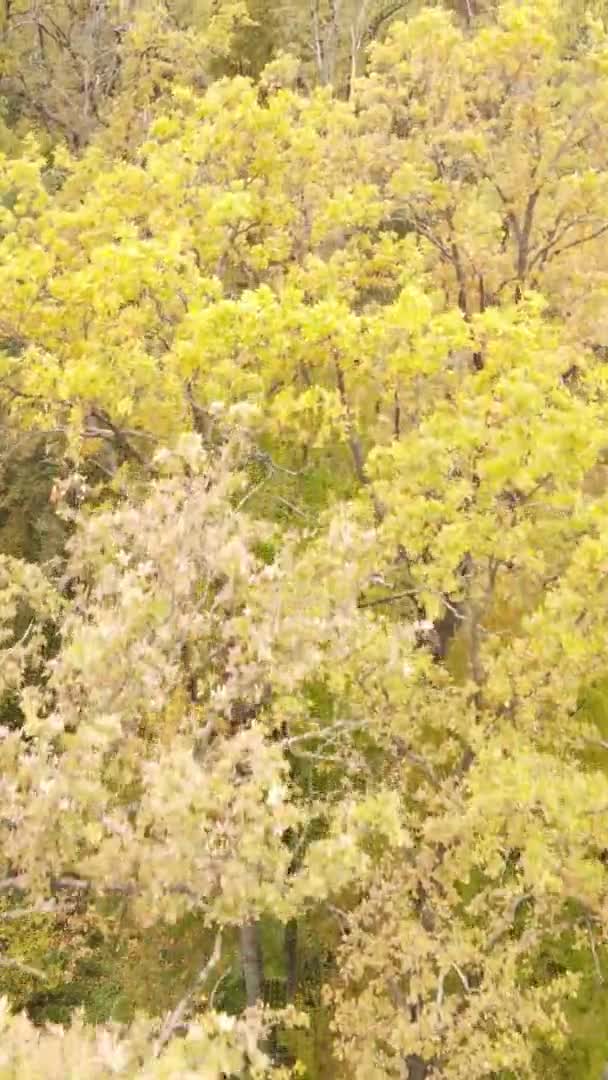 Vertical Video Aerial View Trees Forest Autumn Day Ukraine Slow — Stock Video