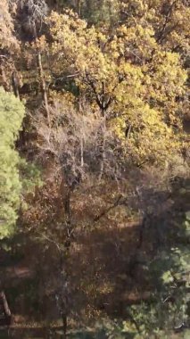 Ukrayna 'da bir sonbahar gününde ormandaki ağaçların dikey görüntüsü, yavaş çekim