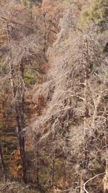 Ukrayna 'da bir sonbahar gününde ormandaki ağaçların dikey görüntüsü, yavaş çekim