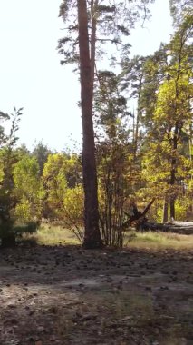Ukrayna 'da bir sonbahar gününde ormandaki ağaçların dikey görüntüsü, yavaş çekim