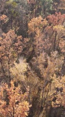 Ukrayna 'da bir sonbahar gününde ormandaki ağaçların dikey görüntüsü, yavaş çekim