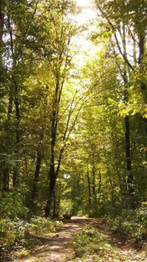 Ukrayna 'da bir sonbahar gününde ormandaki ağaçların dikey görüntüsü, yavaş çekim