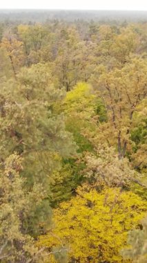 Ukrayna 'da bir sonbahar gününde ormandaki ağaçların dikey görüntüsü, yavaş çekim