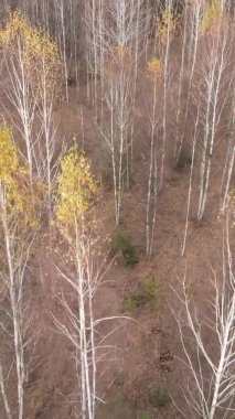 Ukrayna 'da bir sonbahar gününde ormandaki ağaçların dikey görüntüsü, yavaş çekim