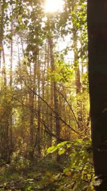 Ukrayna 'da bir sonbahar gününde ormandaki ağaçların dikey görüntüsü, yavaş çekim