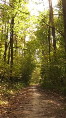 Ukrayna 'da bir sonbahar gününde ormandaki ağaçların dikey görüntüsü, yavaş çekim