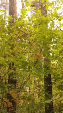 Ukrayna 'da bir sonbahar gününde ormandaki ağaçların dikey görüntüsü, yavaş çekim