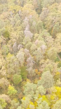 Ukrayna 'da bir sonbahar gününde ormandaki ağaçların dikey görüntüsü, yavaş çekim