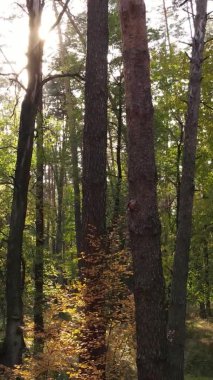 Ukrayna 'da bir sonbahar gününde ormandaki ağaçların dikey görüntüsü, yavaş çekim