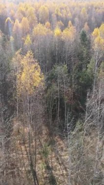 Ukrayna 'da bir sonbahar gününde ormandaki ağaçların dikey görüntüsü, yavaş çekim