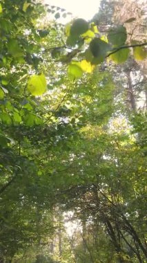 Ukrayna 'da bir sonbahar gününde ormandaki ağaçların dikey görüntüsü, yavaş çekim