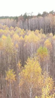 Ukrayna 'da bir sonbahar gününde ormandaki ağaçların dikey görüntüsü, yavaş çekim