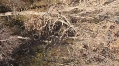 Ukrayna 'da bir sonbahar gününde ormandaki ağaçların dikey görüntüsü, yavaş çekim