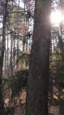 Ukrayna 'da bir sonbahar gününde ormandaki ağaçların dikey görüntüsü, yavaş çekim