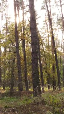 Ukrayna 'da bir sonbahar gününde ormandaki ağaçların dikey görüntüsü, yavaş çekim
