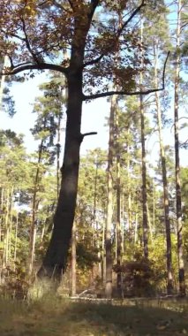 Ukrayna 'da bir sonbahar gününde ormandaki ağaçların dikey görüntüsü, yavaş çekim