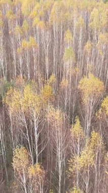Ukrayna 'da bir sonbahar gününde ormandaki ağaçların dikey görüntüsü, yavaş çekim