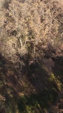 Ukrayna 'da bir sonbahar gününde ormandaki ağaçların dikey görüntüsü, yavaş çekim