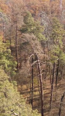 Ukrayna 'da bir sonbahar gününde ormandaki ağaçların dikey görüntüsü, yavaş çekim