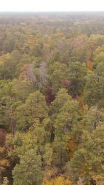 Ukrayna 'da bir sonbahar gününde ormandaki ağaçların dikey görüntüsü, yavaş çekim
