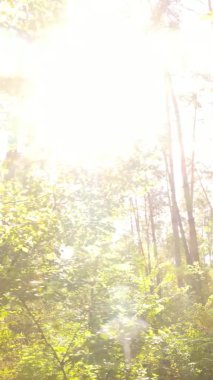 Ukrayna 'da bir sonbahar gününde ormandaki ağaçların dikey görüntüsü, yavaş çekim