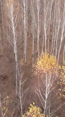 Ukrayna 'da bir sonbahar gününde ormandaki ağaçların dikey görüntüsü, yavaş çekim