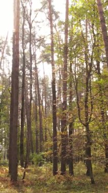 Ukrayna 'da bir sonbahar gününde ormandaki ağaçların dikey görüntüsü, yavaş çekim