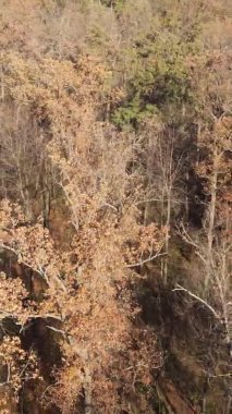 Ukrayna 'da bir sonbahar gününde ormandaki ağaçların dikey görüntüsü, yavaş çekim