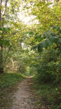 Ukrayna 'da bir sonbahar gününde ormandaki ağaçların dikey görüntüsü, yavaş çekim