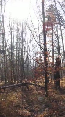 Ukrayna 'da bir sonbahar gününde ormandaki ağaçların dikey görüntüsü, yavaş çekim