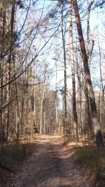 Ukrayna 'da bir sonbahar gününde ormandaki ağaçların dikey görüntüsü, yavaş çekim