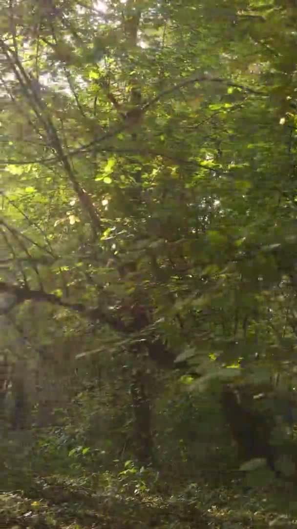 Pionowy Widok Lotu Ptaka Drzew Lesie Jesienny Dzień Ukrainie Zwolnione — Wideo stockowe