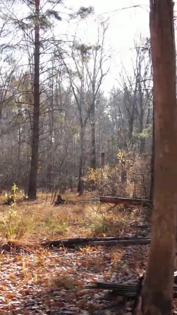 Vertikale Video Luftaufnahme Von Bäumen Wald Einem Herbsttag Der Ukraine — Stockvideo