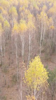 Ukrayna 'da bir sonbahar gününde ormandaki ağaçların dikey görüntüsü, yavaş çekim