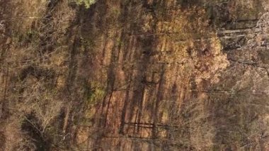 Ukrayna 'da bir sonbahar gününde ormandaki ağaçların dikey görüntüsü, yavaş çekim