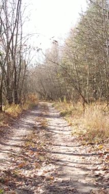 Ukrayna 'da bir sonbahar gününde ormandaki ağaçların dikey görüntüsü, yavaş çekim