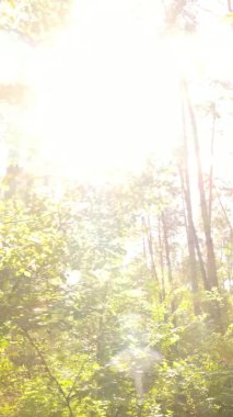 Ukrayna 'da bir sonbahar gününde ormandaki ağaçların dikey görüntüsü, yavaş çekim