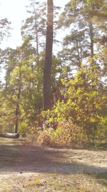 Ukrayna 'da bir sonbahar gününde ormandaki ağaçların dikey görüntüsü, yavaş çekim