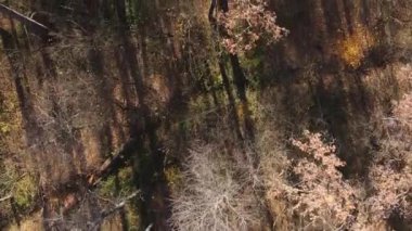 Ukrayna 'da bir sonbahar gününde ormandaki ağaçların dikey görüntüsü, yavaş çekim