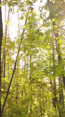 Ukrayna 'da bir sonbahar gününde ormandaki ağaçların dikey görüntüsü, yavaş çekim