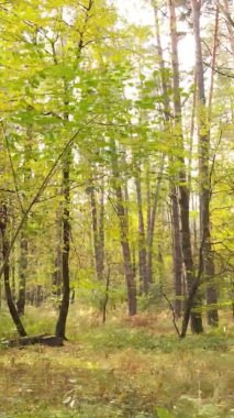 Ukrayna 'da bir sonbahar gününde ormandaki ağaçların dikey görüntüsü, yavaş çekim