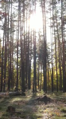 Ukrayna 'da bir sonbahar gününde ormandaki ağaçların dikey görüntüsü, yavaş çekim