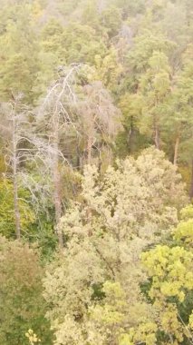 Ukrayna 'da bir sonbahar gününde ormandaki ağaçların dikey görüntüsü, yavaş çekim