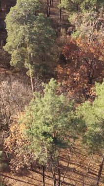 Ukrayna 'da bir sonbahar gününde ormandaki ağaçların dikey görüntüsü, yavaş çekim