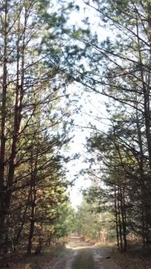 Ukrayna 'da bir sonbahar gününde ormandaki ağaçların dikey görüntüsü, yavaş çekim